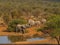 African bush elephant, Loxodonta africana. Madikwe Game Reserve, South Africa