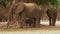 African Bush Elephant - Loxodonta africana small baby elephant with its mother, drinking, sucking milk, walking and eating leaves