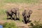 The African bush elephant Loxodonta africana. Two big males in the dry river