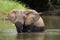 The African bush elephant Loxodonta africana, young bull with irregular tusks going river
