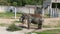 African bush elephant Loxodonta africana in a Zoo