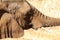 African bush elephant in profile