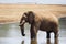 African bush elephant in the riverbank in Kruger National park