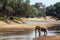 African bush elephant in the riverbank in Kruger National park