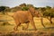 African bush elephant runs through sunlit savannah