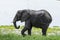 African bush elephant Selous Tanzania