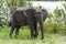 African bush elephant Selous Tanzania