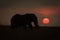 African bush elephant silhouetted against setting sun