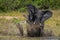 African bush elephant splashes around in river