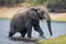 African bush elephant splashes out of river