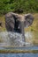 African bush elephant splashes through shallow river