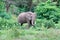 African Bush elephant standing in the middle of wild botanical plants