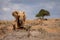 African bush elephant stands breaking down tree