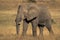 African bush elephant stands in grass plain