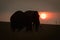 African bush elephant stands silhouetted at sunset