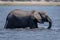 African bush elephant stands in sunlit river