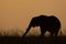 African bush elephant stretches trunk on horizon