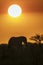 African bush elephant on sunset in Kruger National park