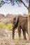 African bush elephant under a tree in savannah