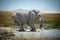 African bush elephant wades into grassy waterhole