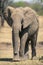 African bush elephant walks past leafy bush