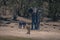 African bush elephant watches lioness stalk calf