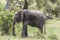 African Bush elephants