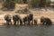 African Bush Elephants