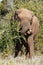 African Bush Elephants breaking the branches down for a snack