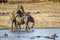 African bush elephants mating in Kruger National park