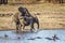 African bush elephants mating in Kruger National park