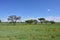 African bush savannah, Namibia