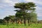 African bush savannah, Namibia