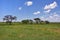 African bush savannah, Namibia