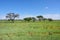 African bush savannah, Namibia