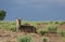 African Bushbuck Resting