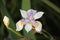 African Butterfly Iris flower and bud