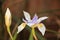 African Butterfly Iris flower and bud