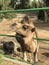 African Camel