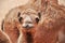 The African camel (close-up - camel looking straight in the camera), Fuerteventura, Spain