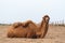 African camel is an ungulate within genus Camelus