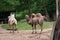 African camels graze