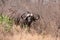 African cape buffalo