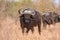 African cape buffalo