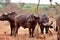 African cape buffalo