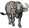 African cape buffalo