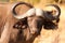 African Cape Buffalo