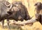 African Cape Buffalo adult looking at a young calf in Hwange National Park