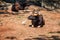 African or Cape buffalo, Bison Bison bison and heron in Trivandrum, Thiruvananthapuram Zoo Kerala India