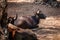 African or Cape buffalo, Bison Bison bison in Trivandrum, Thiruvananthapuram Zoo Kerala India